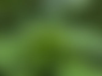 1 Month AI Stock Forecast: Canopy Growth Corporation (CGC) Grows Another 35.76% 