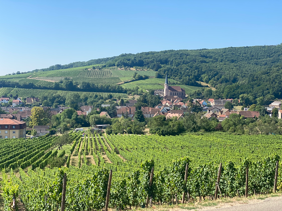 Alsace Riesling vineyards in the Summer time