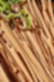 Thumbnail: tagliatelle solina close-up of artisan ribbons, porous texture and natural wheat hue, heritage grain pasta