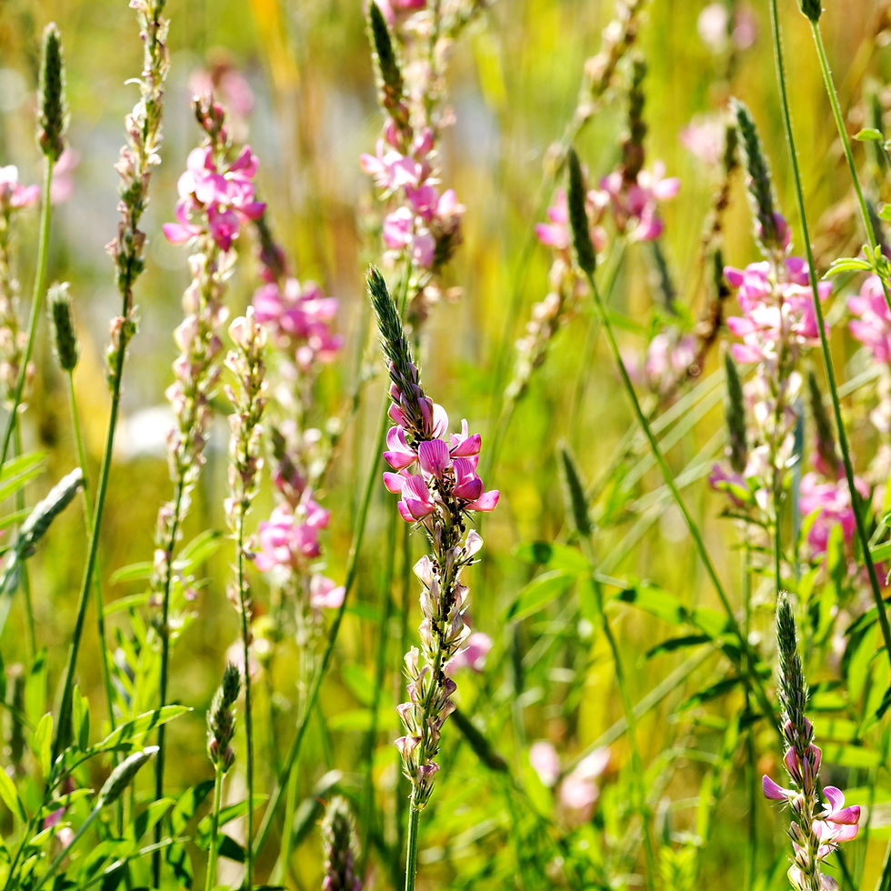 Thumbnail: Sainfoin honey 250 gr