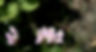 wild flower