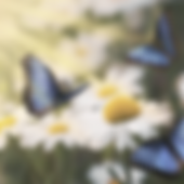 various (1080 x 1080 px) (8).png