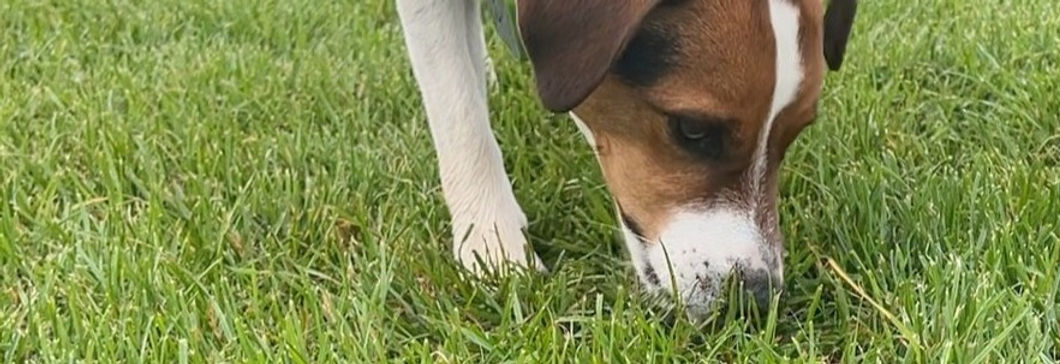 Dog tracking by sniffing