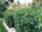 Hops. Hop Variety