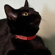 Nyx