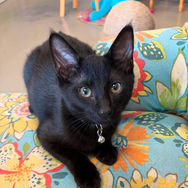 Jimmy (4 mos)
