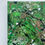 Thumbnail: Lime Wedge
