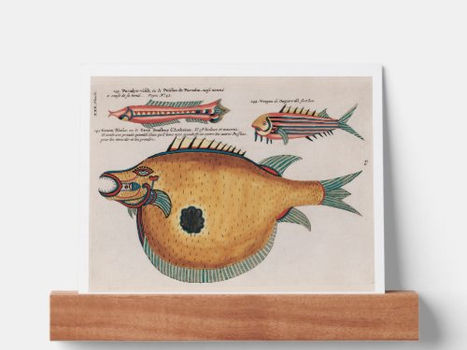 Review Colourful and surreal illustrations of fishes Picture Ledge