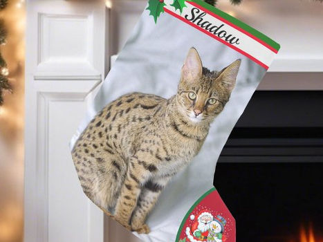 Top 10! Cute Cat Kitten Photo Christmas Stocking Add Name