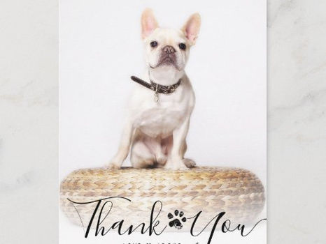 Best Deals! Personalized Script Pet Memorial Photo Thank You Postcard