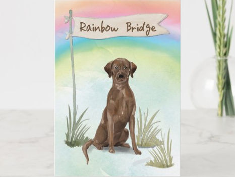 Big Deals! Chocolate Lab Pet Sympathy Over Rainbow Bridge Card