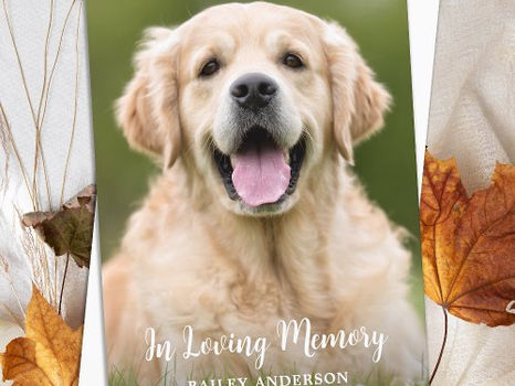 Best Deals! In Loving Memory Pet Memorial Modern Photo Thank You Card