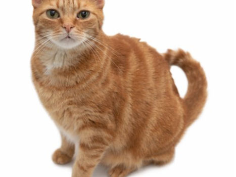 Top 5! Orange Cat Standing Cutout