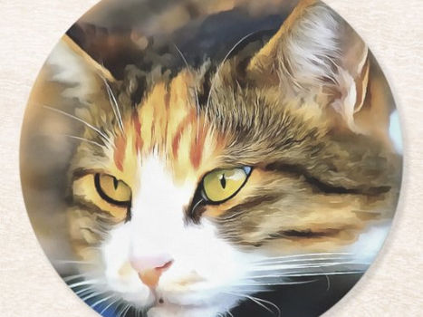 Best Price! Yellow Eyed Calico Cat Realistic Pet Portrait Round Paper Coaster