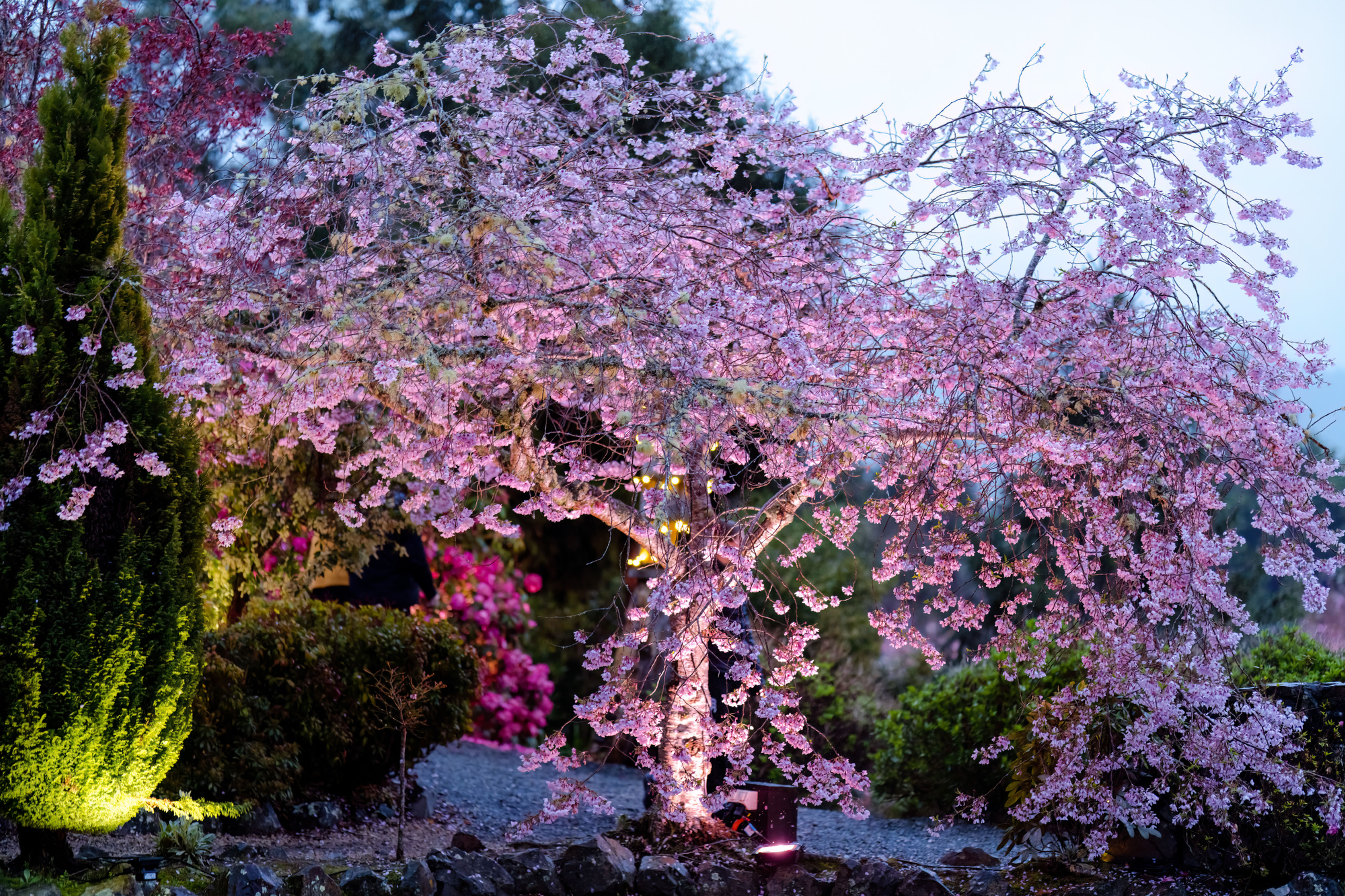 Blossom at Aston Norwood