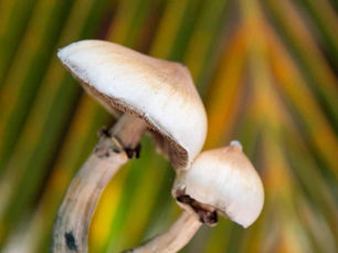 Single dose of magic mushroom psychedelic can cause anatomical brain changes, study finds