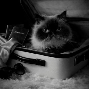 Pet-friendly o Dog-friendly: qué significa realmente viajar con mascota en hoteles de lujo.