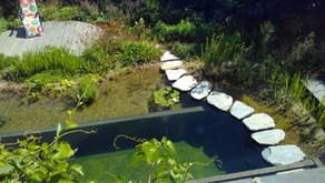 Is een zwemvijver iets voor jou?