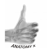 Anatomy X