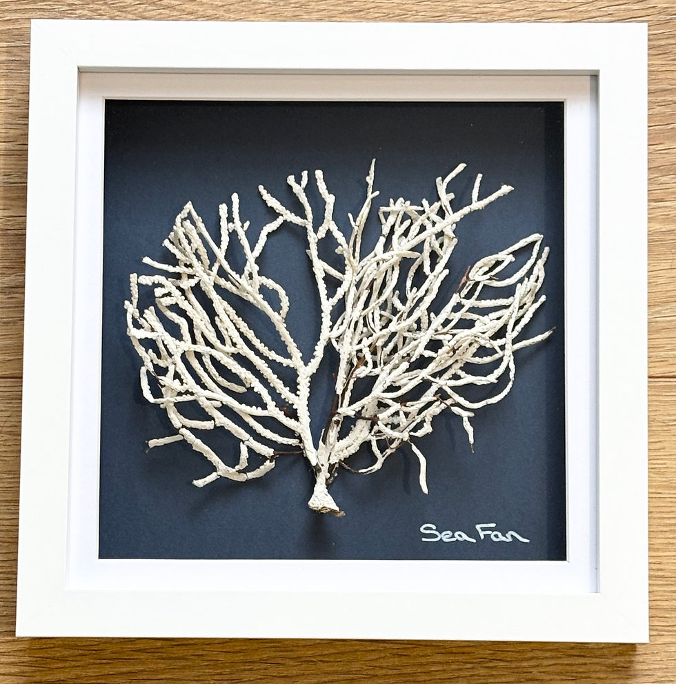 Thumbnail: Handmade Natural Sea Fan Artwork 