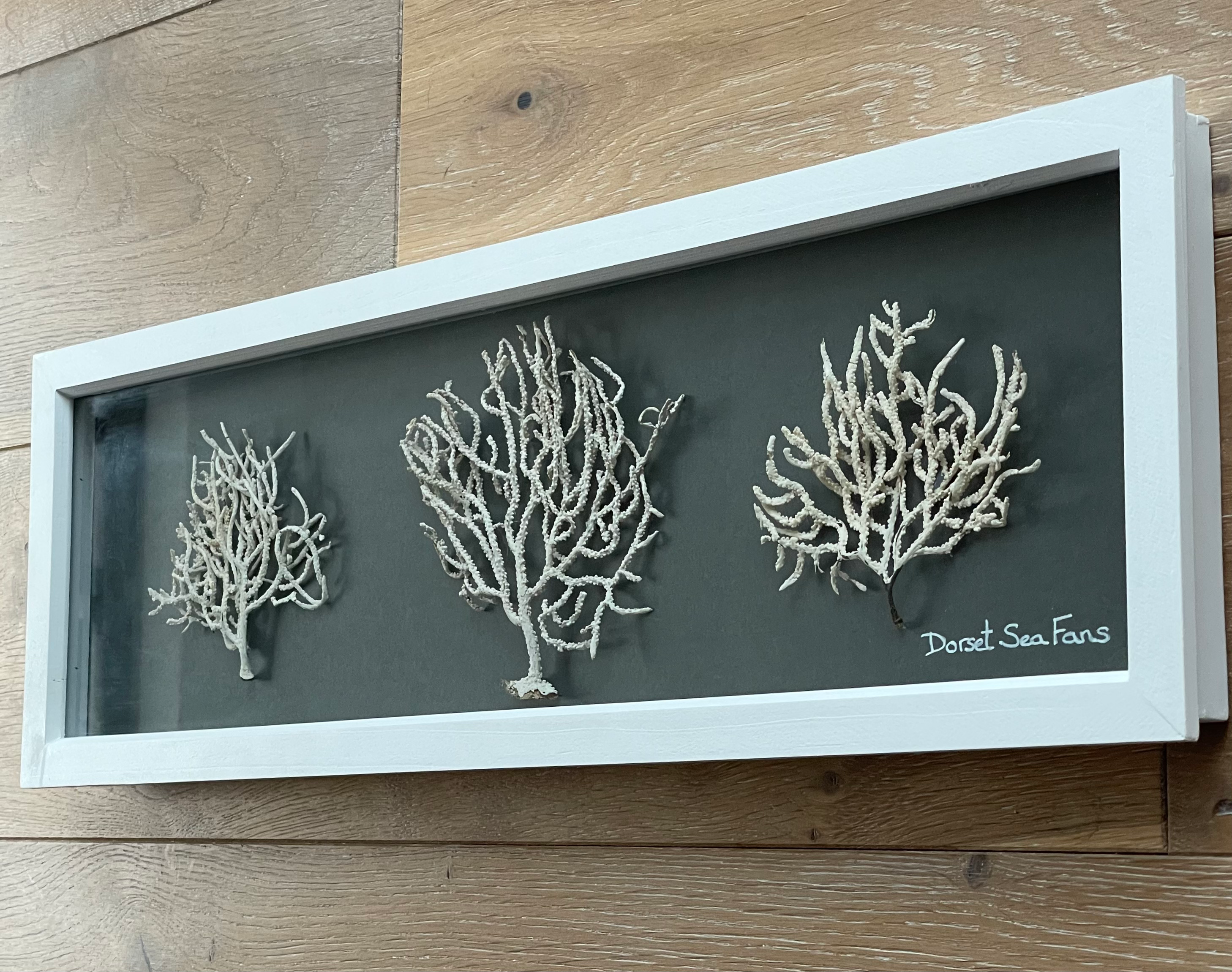 sea fans seaweed picture