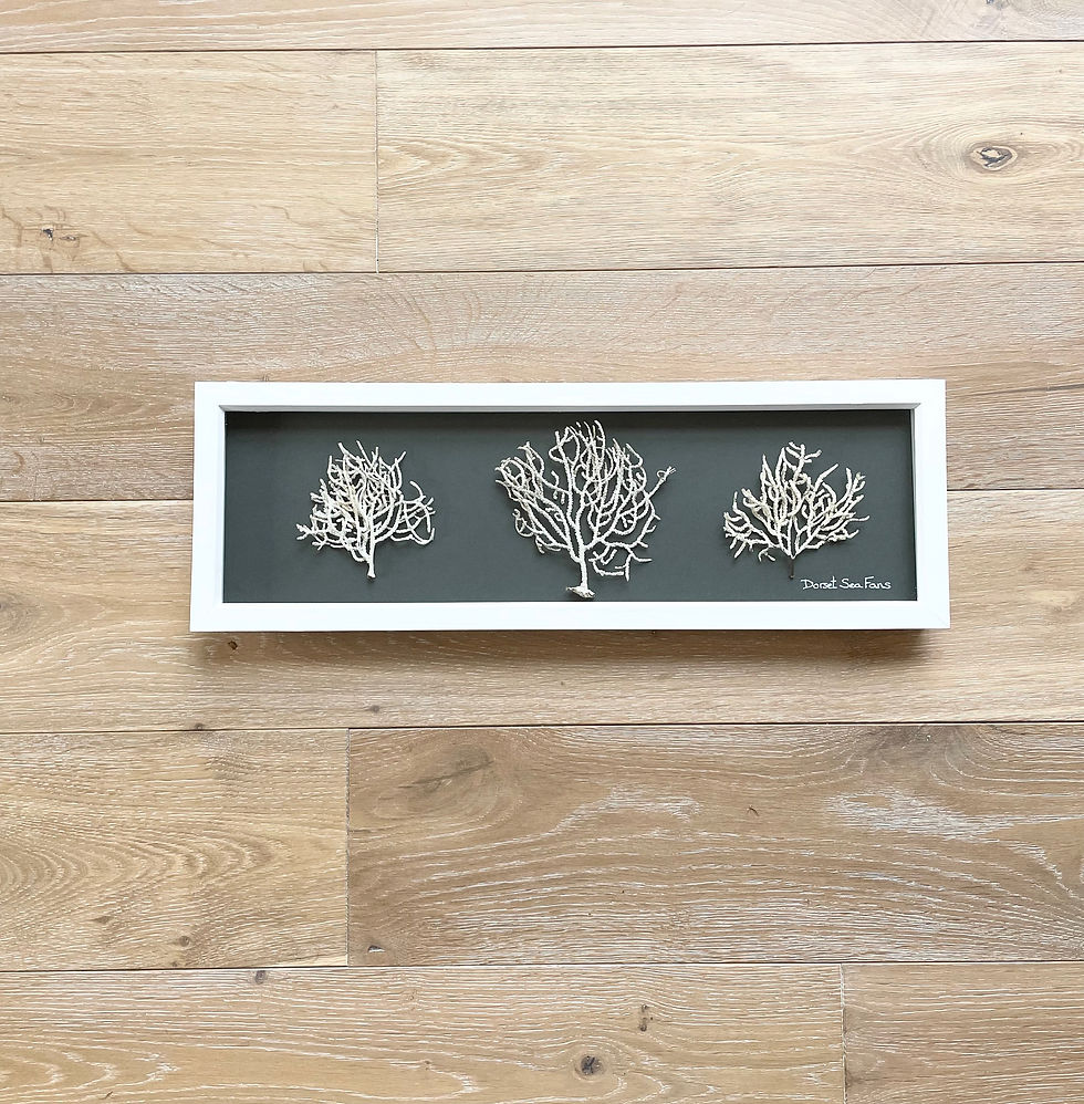 sea fans seaweed picture