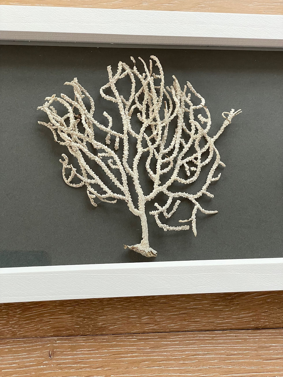 Thumbnail: Sea fans sea weed picture