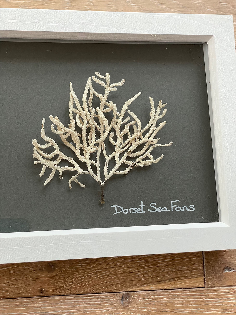Thumbnail: Sea fans sea weed picture