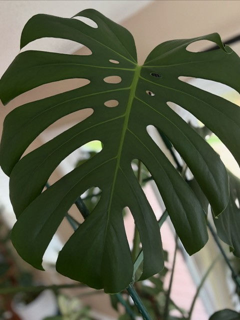 Growth in 2026: Why Financial Clarity Will Separate the Winners