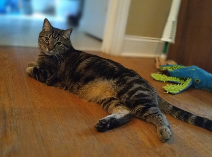 a tabby cat laying on a hardwood floor