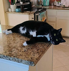 a black and white cat laying on a kitchen counter, greensboro nc
