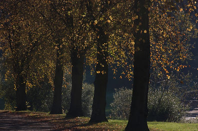 Avenue of Trees, Quarry Park, Shrewsbury, 2018