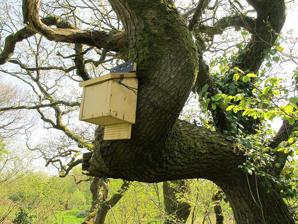 2011-03-03 Bird boxes (23)