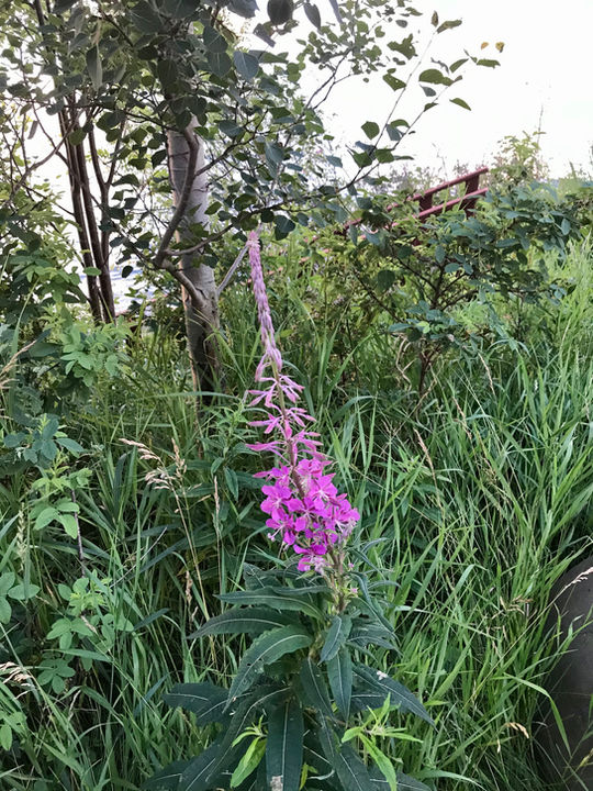 Croftville Road Cottages. Enjoy blooms from a variety of vegetation throughout the summer such as this fireweed on our property and along our paths near Inn Suite #4.