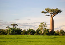 madagascar noel1.jpg
