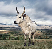 zebu_1.jpg