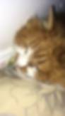 Kitty Scratch