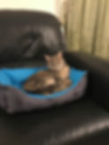 Kitty Scratch