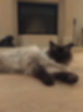 Kitty Scratch