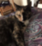 Kitty Scratch
