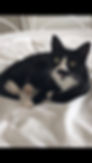 Kitty Scratch