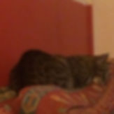 Kitty Scratch