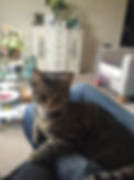 Kitty Scratch