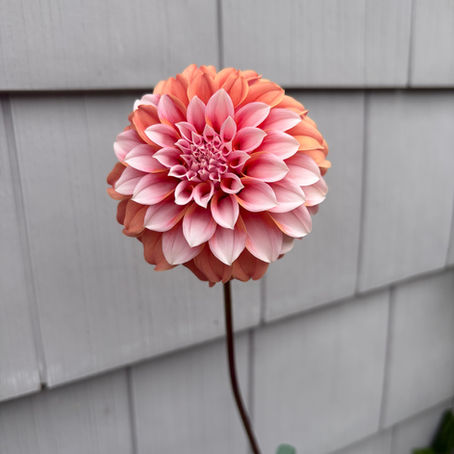 Beauty in the Different 