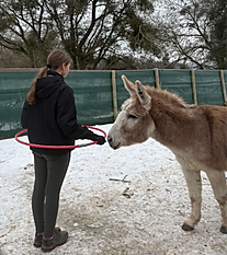 Tiergestützte Intervention mit Mädchen und Esel im Schnee