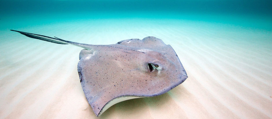 Sensational Stingrays!