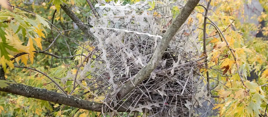 Birds Build Nests Using Bird Spikes!