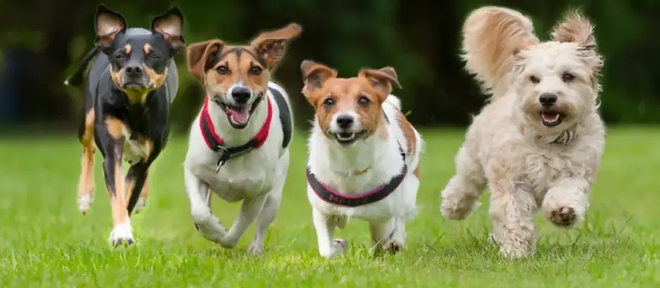 The Most Common Dog Names For 2023