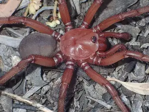 Spider Discovery