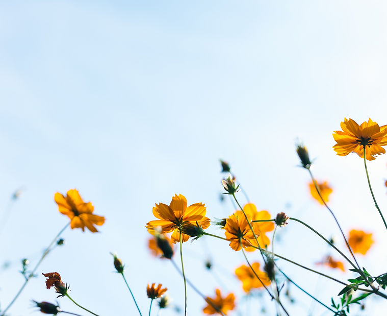 Wild Flowers_edited_edited.png